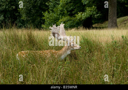 Damhirsch Hirsch lauert im Unterholz in Knole Park in Sevenoaks in Kent Stockfoto