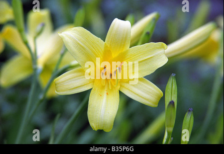 Gelbe Taglilie (Hemerocallis Flava), Warrington, England, Frühjahr 2008 Stockfoto