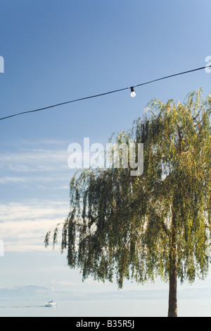 Stromleitung aufgereiht über Trauerweide, Glühbirne Stockfoto