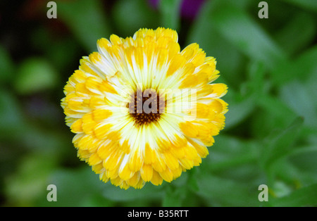 Topf-Ringelblume (Calendula Officinalis), Warrington, England, Sommer 2008 Stockfoto