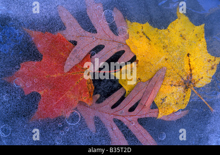Zuckerahorn Rot Ahorn und Weißeiche Blätter im Eis, von Dominique Braud/Dembinsky Photo Assoc Stockfoto