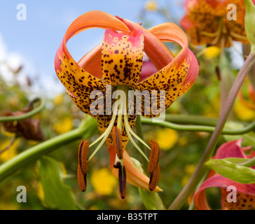 Lilium Tigrinum "Tiger Lily" Stockfoto