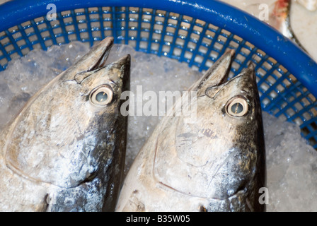 Frischer Thunfisch auf Eis im Fischmarkt Stockfoto
