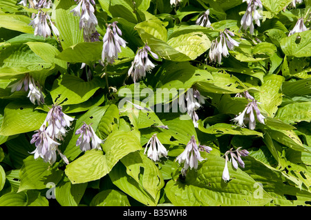 Hosta "Wegerich Lily" Stockfoto