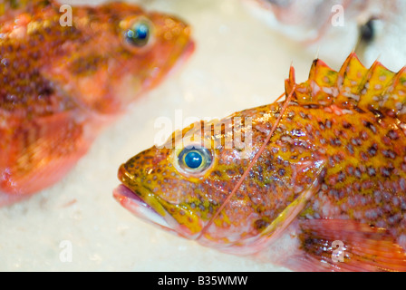 Frischfisch auf Eis auf dem Display in Fischmarkt, Taiwan Stockfoto