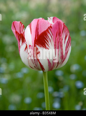 Rote und weiße Tulpe wachsen mit blauen Vergissmeinnicht im Hintergrund. Stockfoto