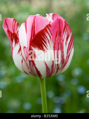 Rote und weiße Tulpe wachsen mit blauen Vergissmeinnicht im Hintergrund. Stockfoto