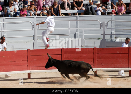 Jagd auf den Stier in der Roman-Arena in Arles, Frankreich Stockfoto