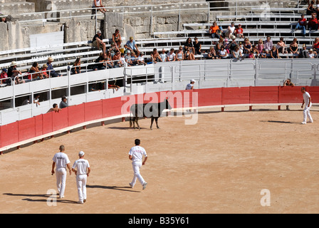 Jagd auf den Stier in der Roman-Arena in Arles, Frankreich Stockfoto