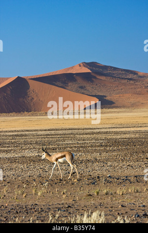 Springbok-Spaziergänge in der Nähe von Sanddünen von Sossusvlei Düne Gegend im Süden von zentral-Namibia Stockfoto