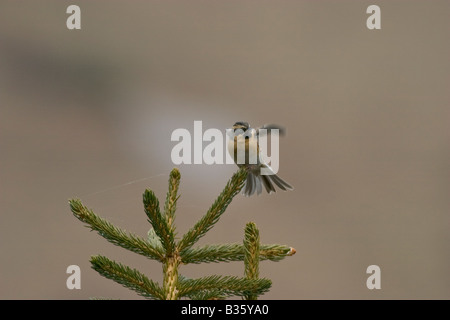 Black-throated beobachtet Prunella atrogularis Stockfoto