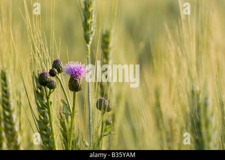 Distel in einem Weizenfeld Stockfoto