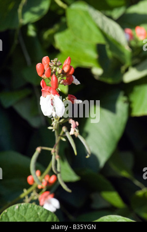 Scarlet Runner Bean Pflanze mit roten und weißen Blüten und Stangenbohnen wächst in einem englischen Landhaus-Garten Stockfoto