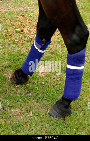 Polo Pony Beine Stockfoto