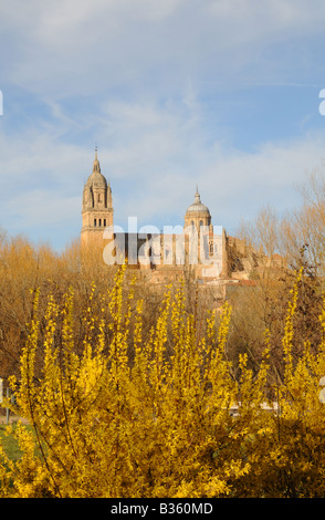 Frühlingsblumen Sie neue und alte Kathedralen Catedral Nueva Vieja über gelben Forsythien gesehen Salamanca Spanien Stockfoto