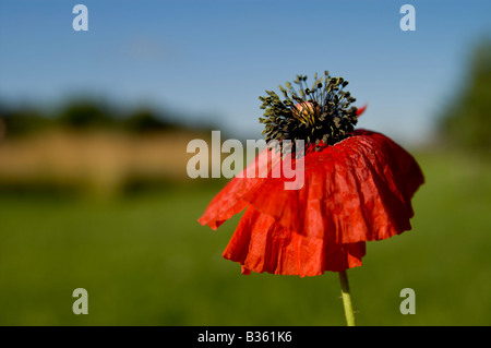 Roter gemeinsamen Mohn (Papaver Rhoeas) Stockfoto