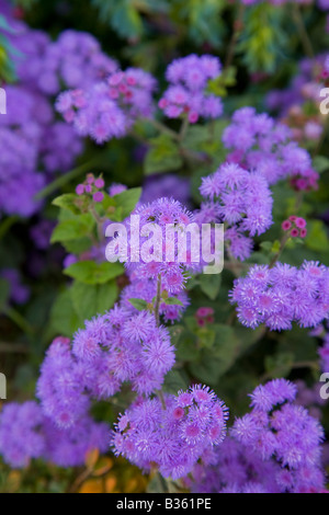 Ageratum Leilani Stockfoto
