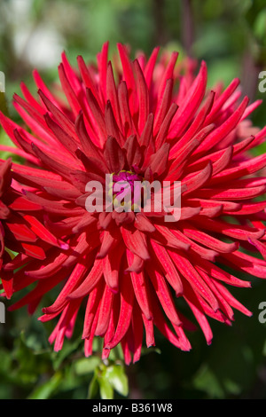 Dahlie "Bourdonnais" hautnah Stockfoto