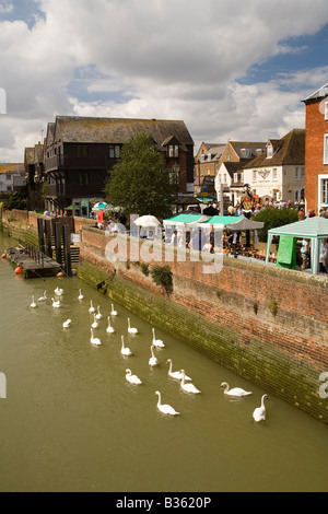 West Sussex South Downs Arundel Schwäne am Fluss Arun Kai Stockfoto