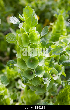 Nahaufnahme von Moluccella laevis Stockfoto