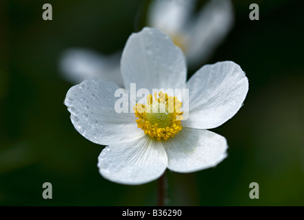 Schneeglöckchen, Anemone, Anemone Sylvestris Blume Nahaufnahme Stockfoto