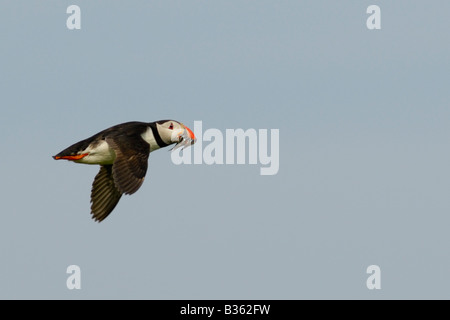 Papageitaucher Fratercula Arctica, während des Fluges mit Sandaalen für ihre Küken.  Isle of May, Firth of Forth, Schottland, UK Stockfoto