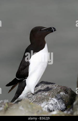 Ein Tordalk, Alca Torda, auf einer Klippe, Isle of May, Schottland, Vereinigtes Königreich Stockfoto