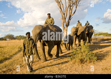 Elefanten-Safari-Tour im Camp Jabulani gehobenen Safari Spiel Park in der Nähe von Hoedspruit Südafrika Stockfoto