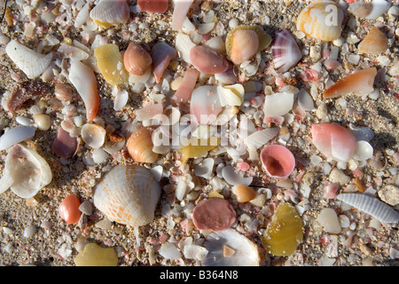 Sand, Muscheln und Scherben Schale bilden ein buntes Stillleben auf 11 Mile Beach in Barbuda West Indies Stockfoto