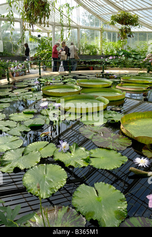 England, London, Wasserpflanzen im "Waterlily House", Kew Gardens Stockfoto