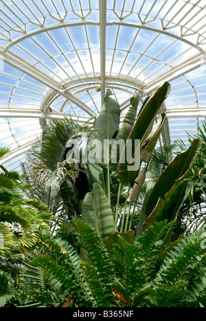 England, London, Pflanzen im Palmenhaus in Kew Gardens Stockfoto