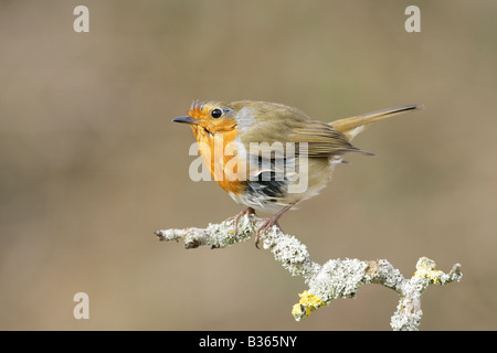 Rotkehlchen auf Flechten bedeckten Ast Stockfoto