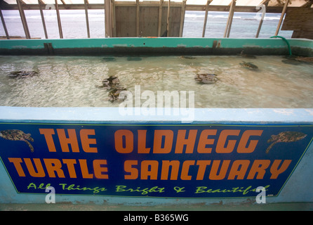 Großer Pool mit Grün und Hawksbill Schildkröten schwimmen in es zu The Old Hegg Schildkröte Heiligtum Bequia St.Vincent & die Grenadinen Stockfoto