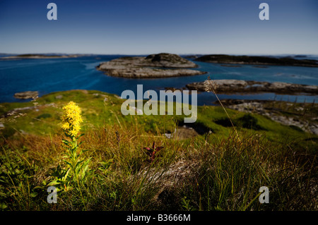 Goldrute (Solidago Virgaurea). Sørgjæslingan in Vikna, Norwegen. Stockfoto