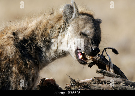 Gefleckte Hyänen (Crocuta Crocuta) Essen eine Giraffe Brustkorb, Ndutu, Ngorongoro Tansania Stockfoto