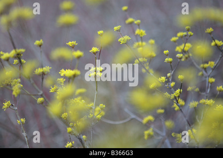 JAPANISCHE KORNELKIRSCHE HARTRIEGEL KINTOKI CORNUS OFFICINALIS ANFANG APRIL IM NORDEN VON ILLINOIS USA Stockfoto