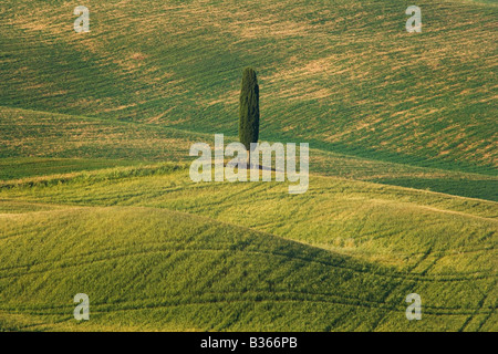 Einsame Zypresse in sanften toskanischen Felder in der Nähe von Pienza in Italien Stockfoto