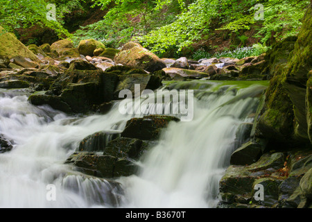 Teil der Fälle von Moness in Birks Aberfeldy, eine atemberaubende, von Bäumen gesäumten Schlucht in Perthshire Highlands von Schottland. Stockfoto