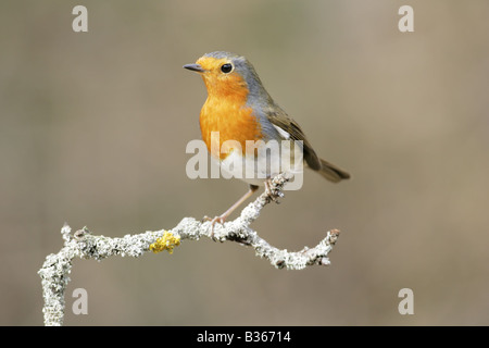 Rotkehlchen auf Flechten bedeckten Ast Stockfoto