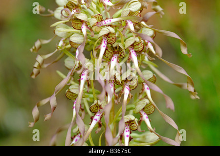 Lizard Orchid, Himantoglossum Hircinum, europäischen Orchidee Stockfoto