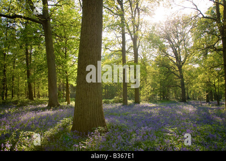 Hinterleuchteten Glockenblumen in Blickling Wood in Norfolk Stockfoto