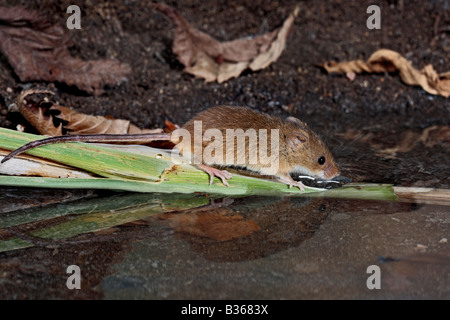 Ernte Maus Micromys Minutus am Pool trinken mit Reflexion Potton Bedfordshire Stockfoto