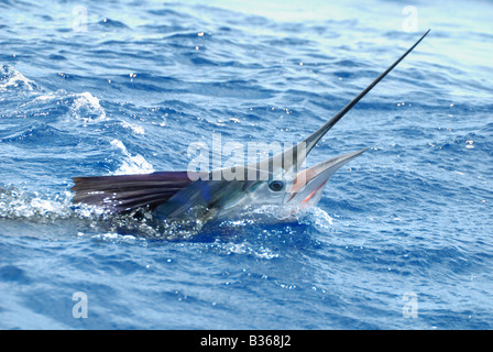 Atlantic Sailfish springen Stockfoto