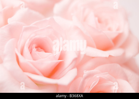 Rosa Rosen Stockfoto