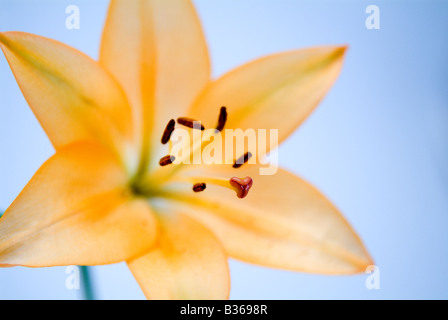 Lily Stockfoto
