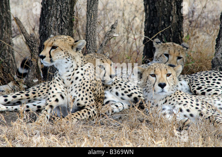 Gepard Familienquartett, Weibchen mit drei Erwachsenen jungen (Acinonyx Jubatus) Ndutu, Ngorongoro, Tansania Stockfoto