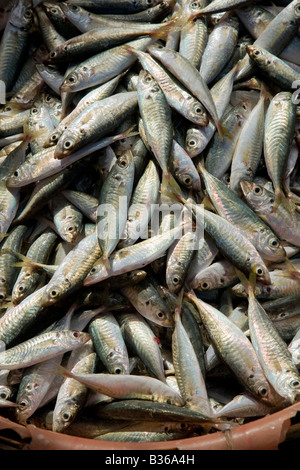 Einen Eimer mit Sardinen auf eine vietnamesische Fischmarkt Stockfoto