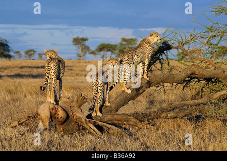 Gepard Wurf paart verspielte Erwachsene jungen Kletterbaum (Acinonyx Jubatus), Ndutu, Ngorongoro, Tansania Stockfoto