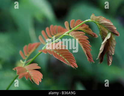 Die empfindlichen Pflanzen eine junge Mimose wächst in Chiapas, Mexiko. Stockfoto