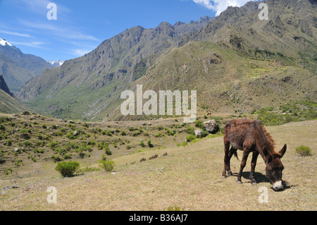 Ein einsamer Esel grast in einem Tal tief in den peruanischen Anden, in der Nähe von 90 km von der alten Inka-Trail. Stockfoto